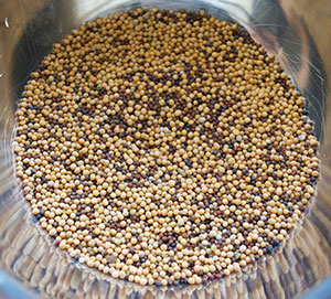 Mustard Grains