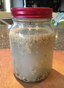 Soaking seeds in water