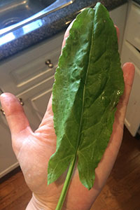 Sorrel Leaf